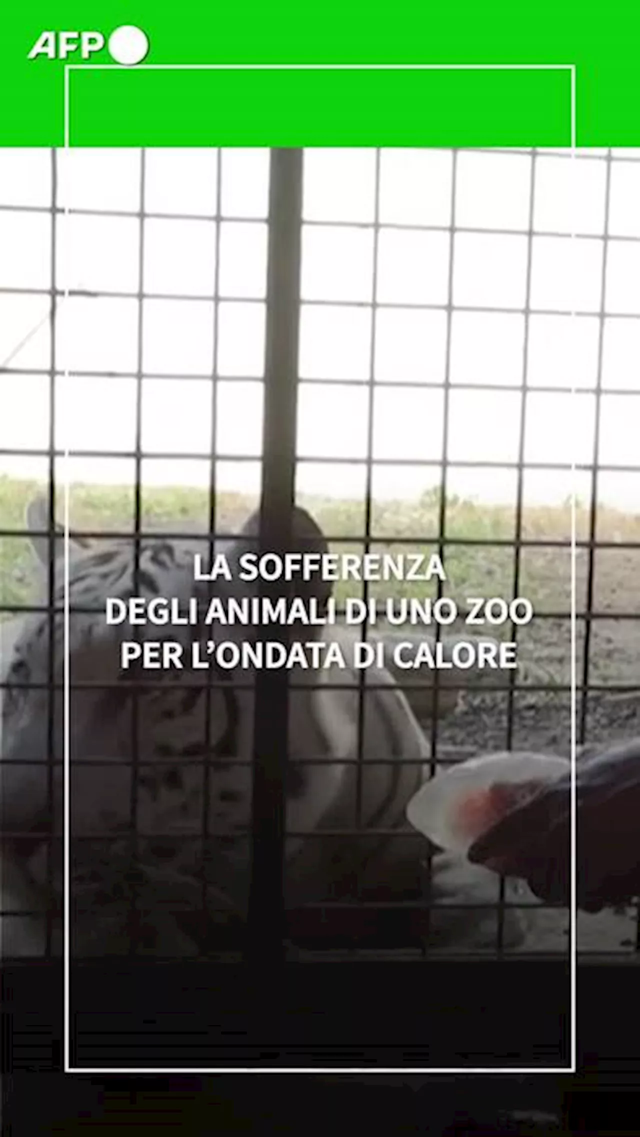 Filippine, la sofferenza degli animali di uno zoo per l'ondata di caldo