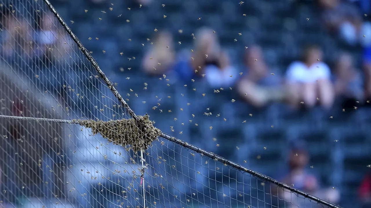 Bee Game: Dodgers and Diamondbacks delayed due to bee swarm