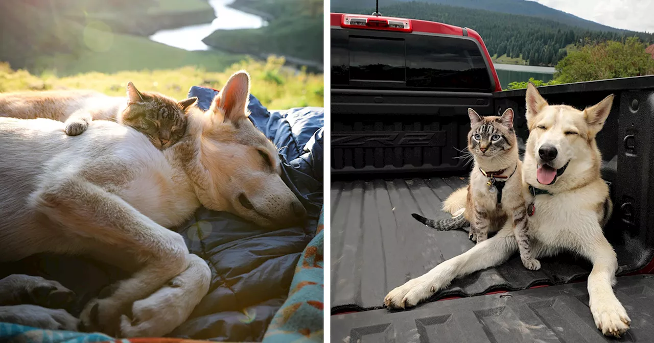 This Cat And Dog Are The Best Travel Buddies, And Their Pictures Are Adorable (21 Pics)