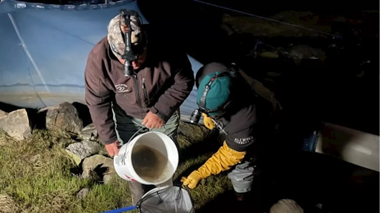 What Canada can learn from Maine's approach to the lucrative baby eel fishery