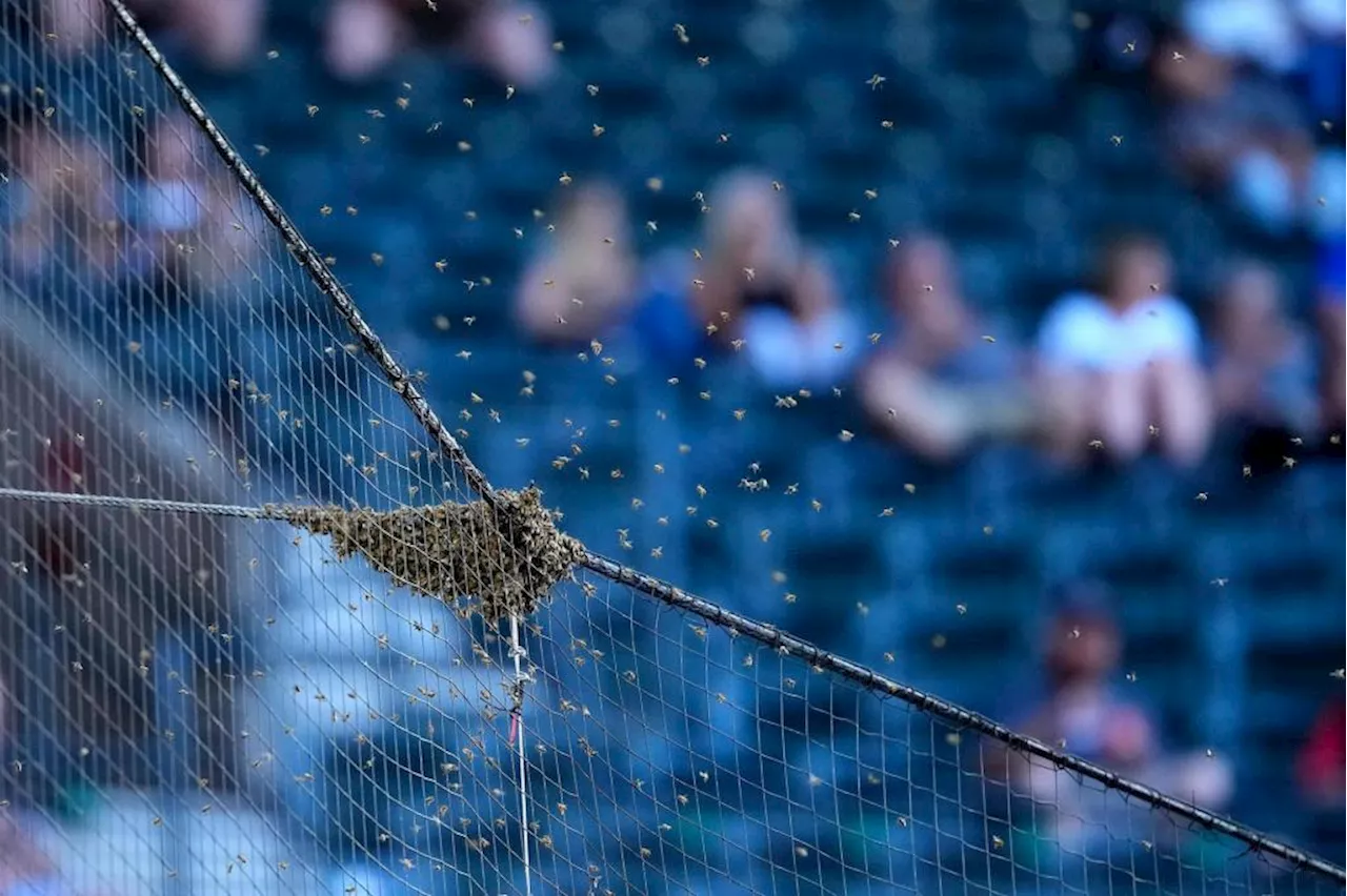 Bee Game: Los Angeles Dodgers and Arizona Diamondbacks delayed due to bee swarm