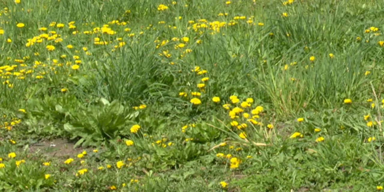 Cleveland Heights celebrates ‘Grow More May’, steps away from ‘No Mow May’