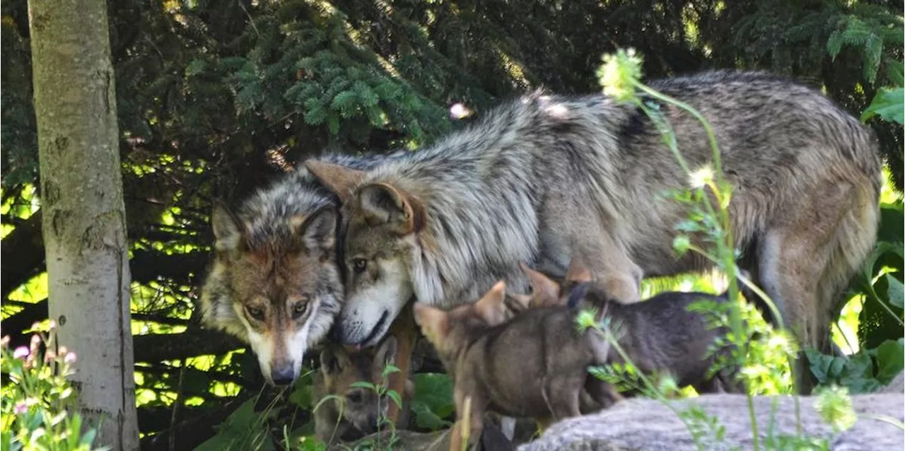 Despite 'Meager Numbers,' Trump Administration Removes Gray Wolves From Endangered Species List