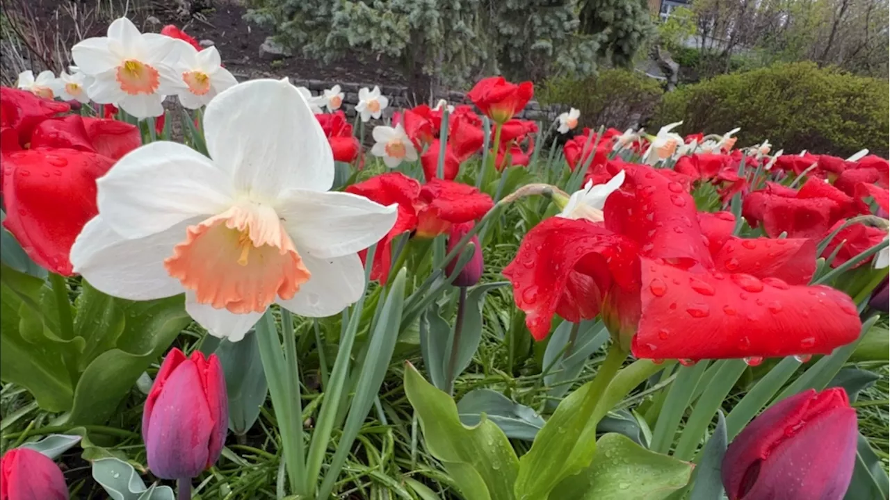 Tulips blooming early in Ottawa thanks to ideal weather