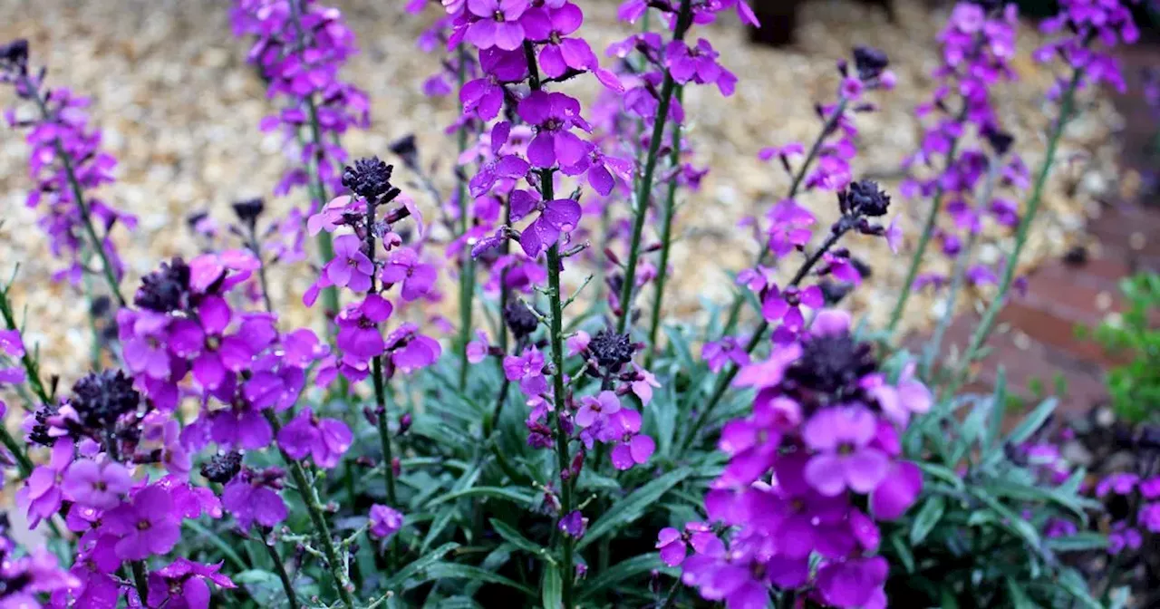 Monty Don names flowers to sow now for a 'lovely display' next summer