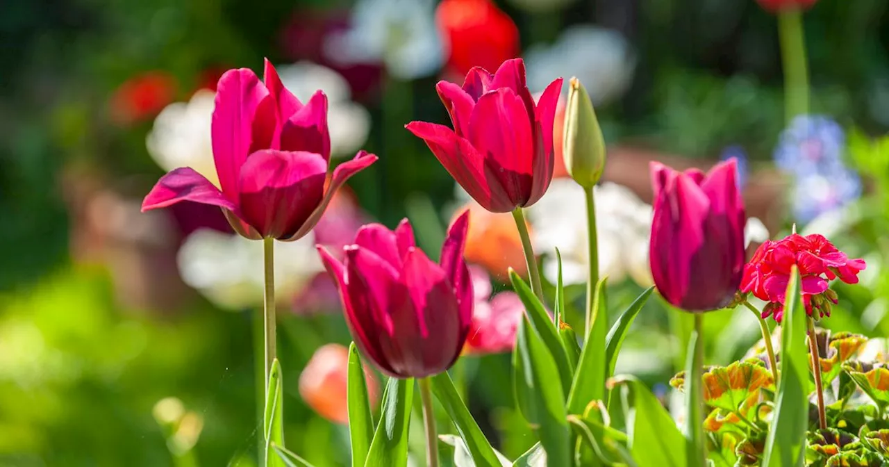 Monty Don shares five-minute job to make tulips last longer next year