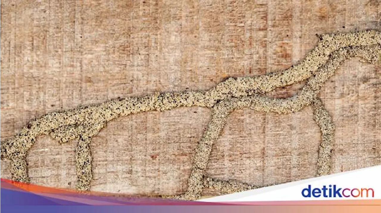 Ketahui 6 Tanda Ada Rayap di Pintu Rumah dan Cara Membasminya