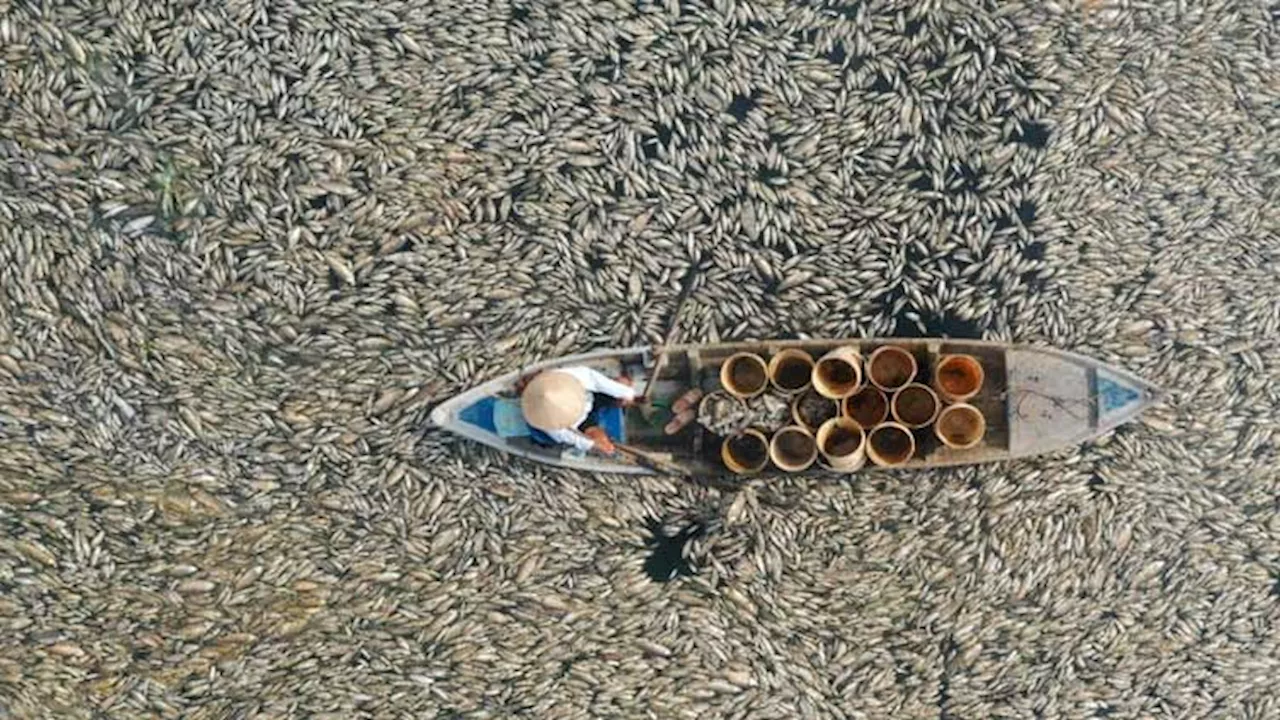 Mass fish die-off in Vietnam as heatwave roasts Southeast Asia