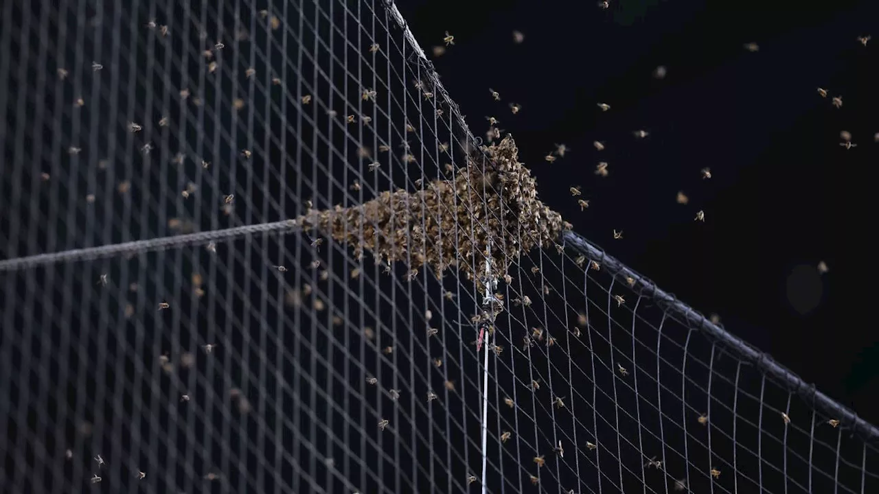 Dodgers-Diamondbacks delayed by bee swarm at Chase Field