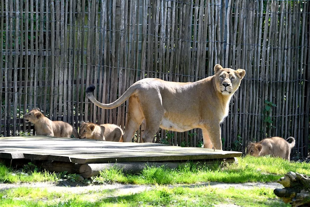 Kölner Zoo: Riesen-Überraschung um Löwen-Babys