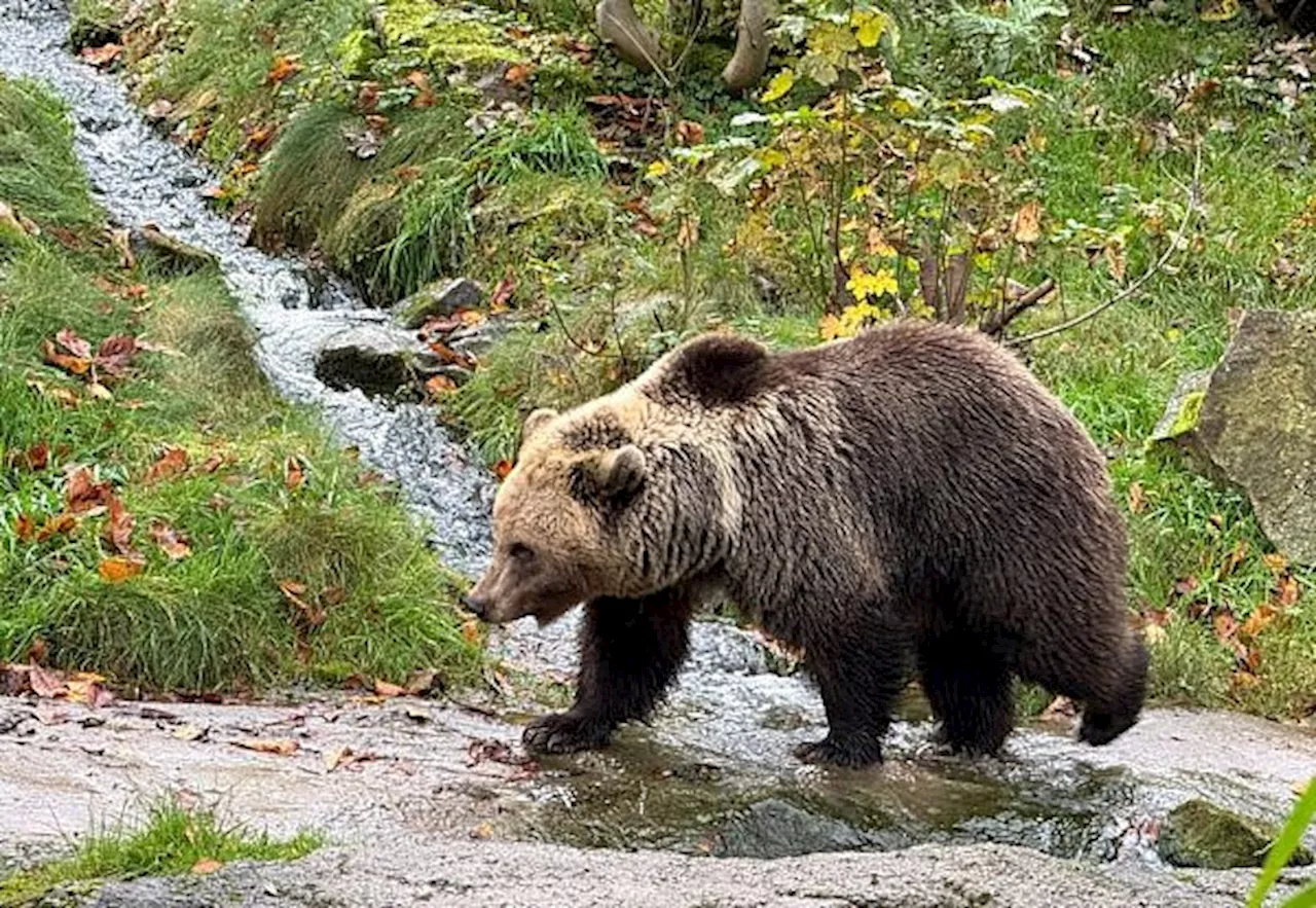 NRW-Tierpark Kind (5) bleibt in Geländer von Bären-Anlage stecken