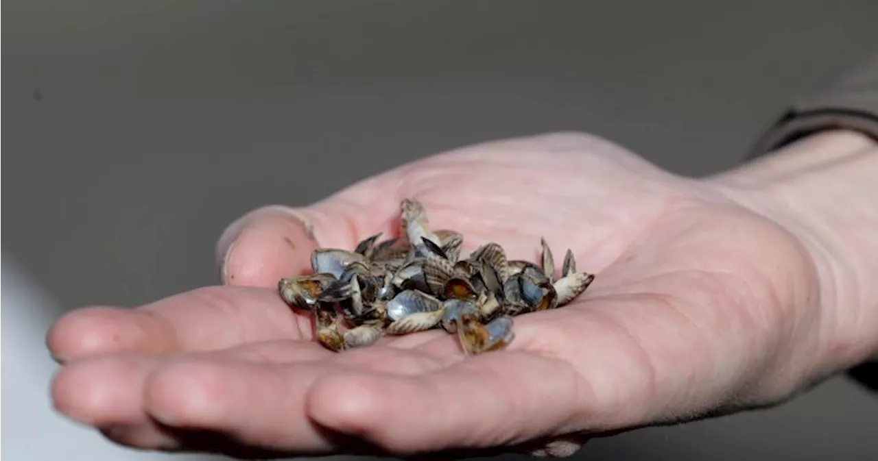 Invasive mussel program receives funding boost from BC Hydro