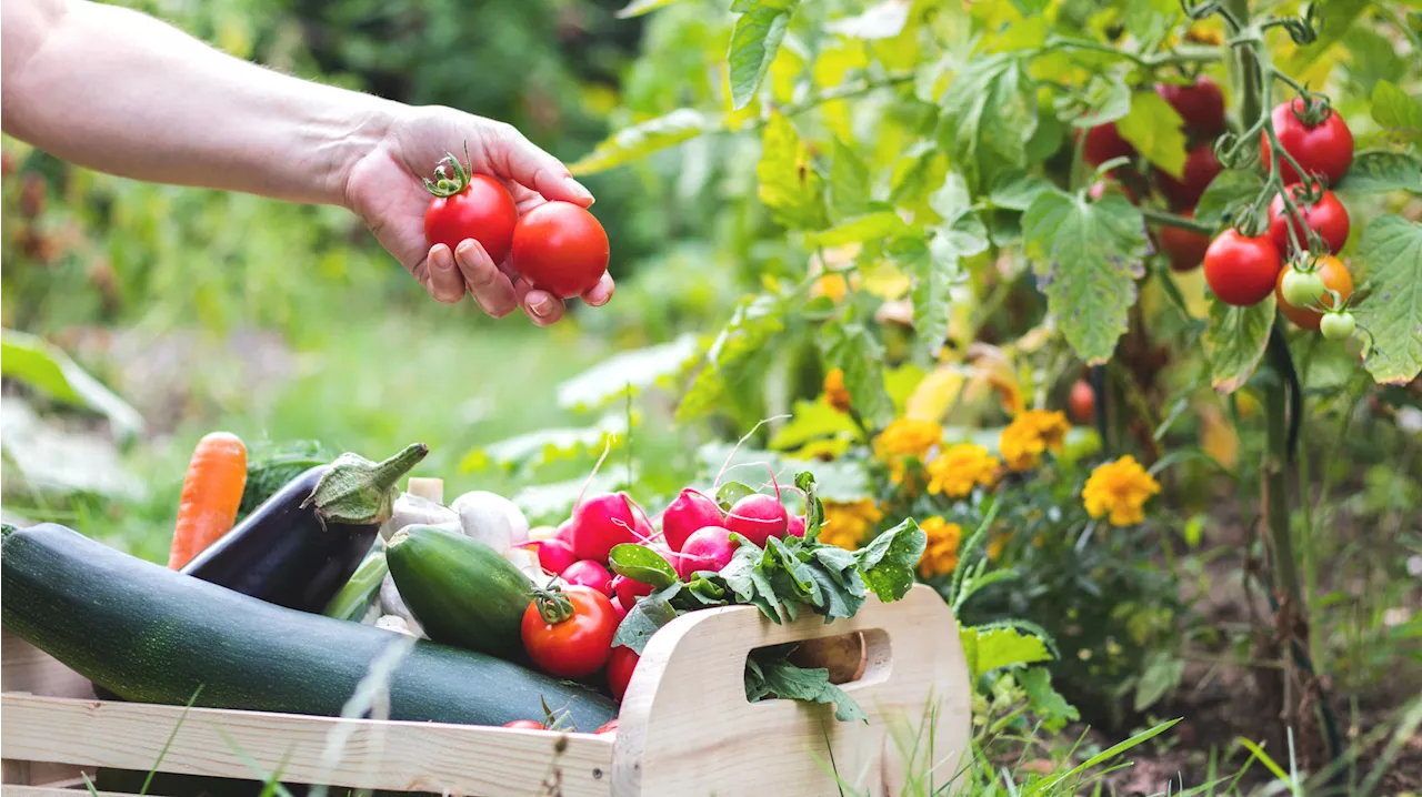 Tomaten, Paprika und Zucchini: Dieses Unkraut sorgt für üppigen Gemüsegarten