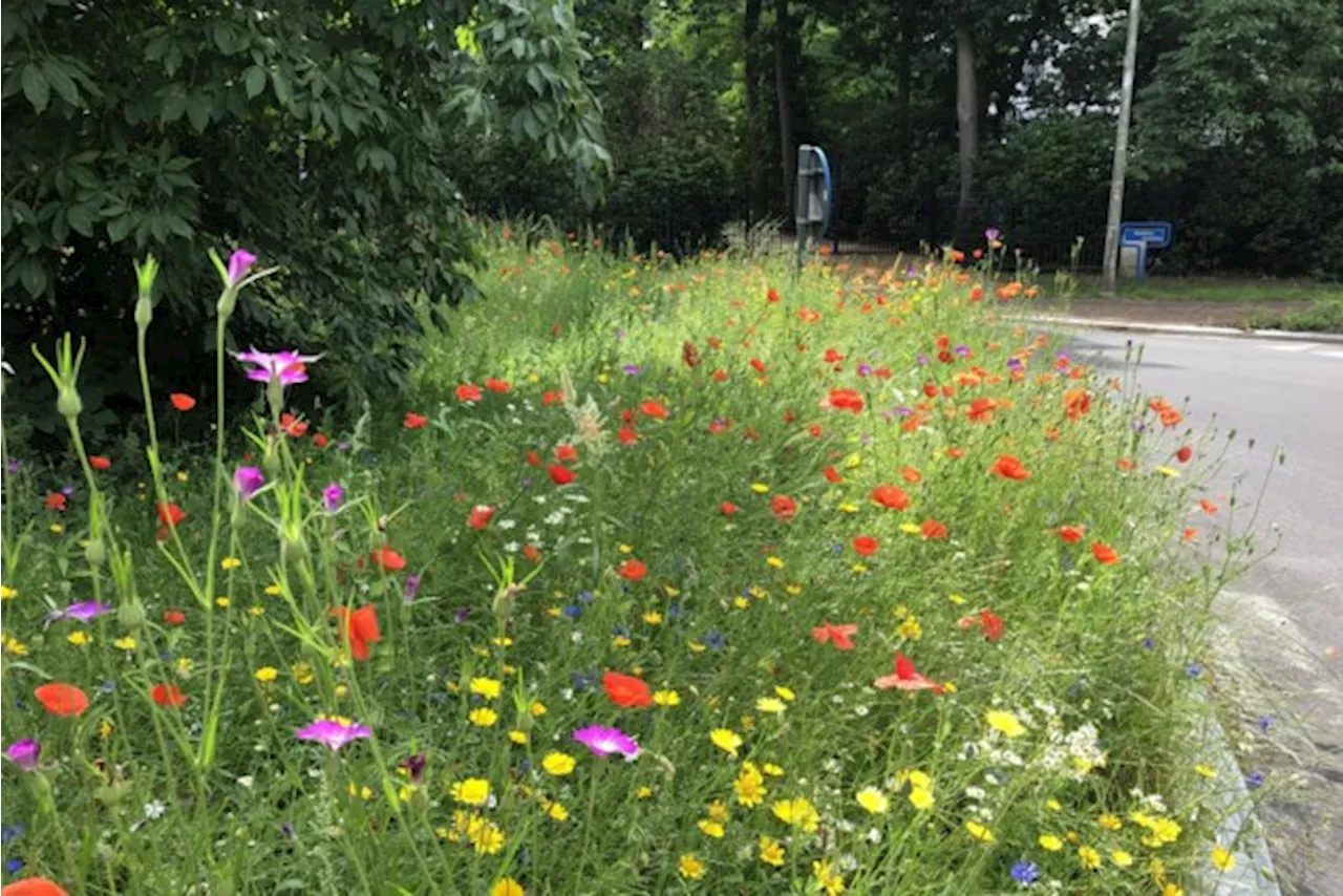 Stad laat gras groeien tijdens actie Maai Mei Niet: “En extra bloemen zorgen voor sterker lentegevoel”