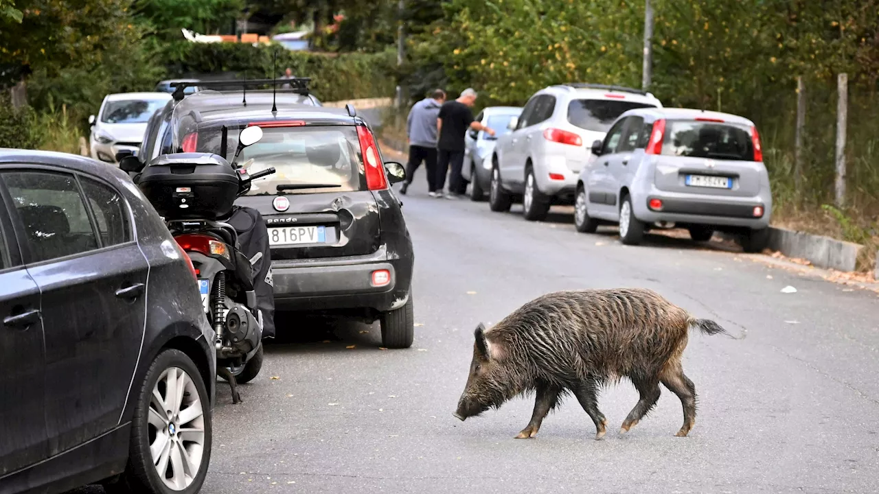 Pest bedroht Prosciutto – jetzt muss Heer einschreiten