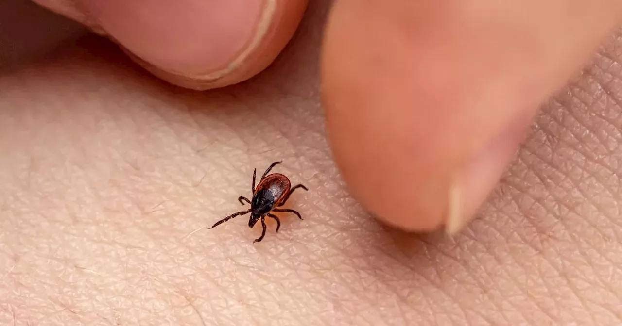 HSE issues advice to remove ticks as threat of summer Lyme disease rises