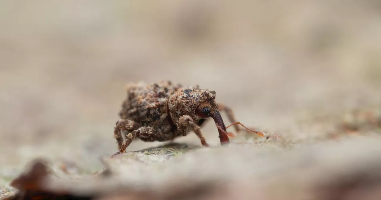 Ireland now home to a mysterious new beetle that may have come from Australia