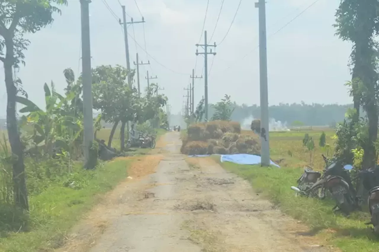 Musim Panen Raya, Petani di Jombang Keluhkan Anjloknya Harga Gabah, Perum Bulog Ungkap Penyebabnya