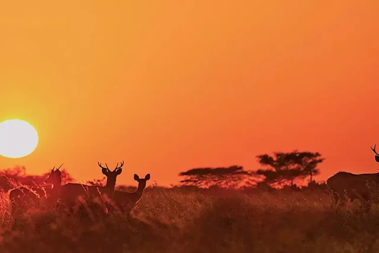 Rekomendasi Spot Berburu Sunset di Banyuwangi yang Keindahannya Sangat Memanjakan Mata