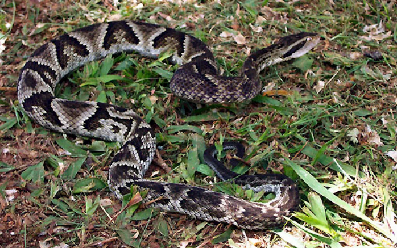 Adolescente morre após ser picado por cobra em área rural de Santa Catarina