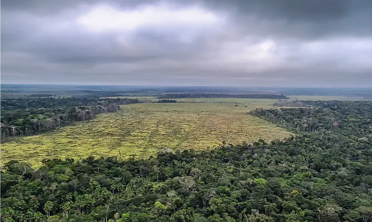 Ipam e Banco Mundial lançam plataforma sobre desmatamento na Amazônia