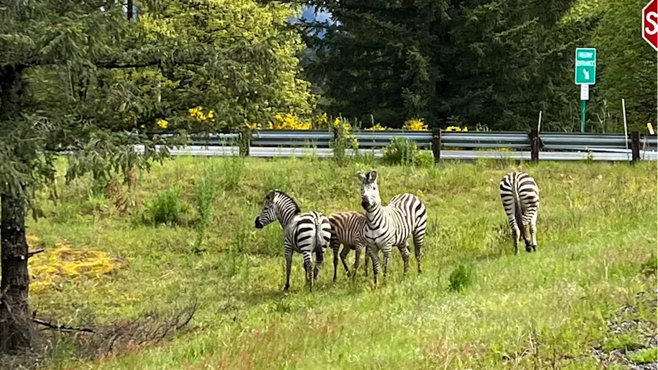 Loose zebra becomes local legend near North Bend as search enters day 3