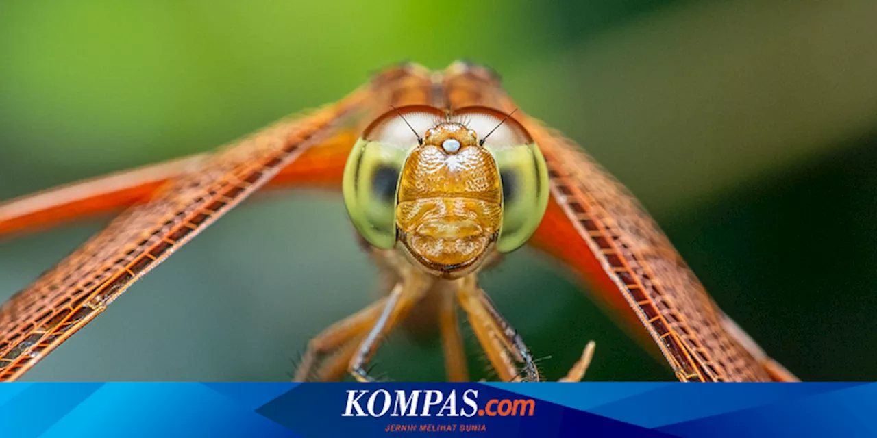 Apakah Capung Memakan Nyamuk?