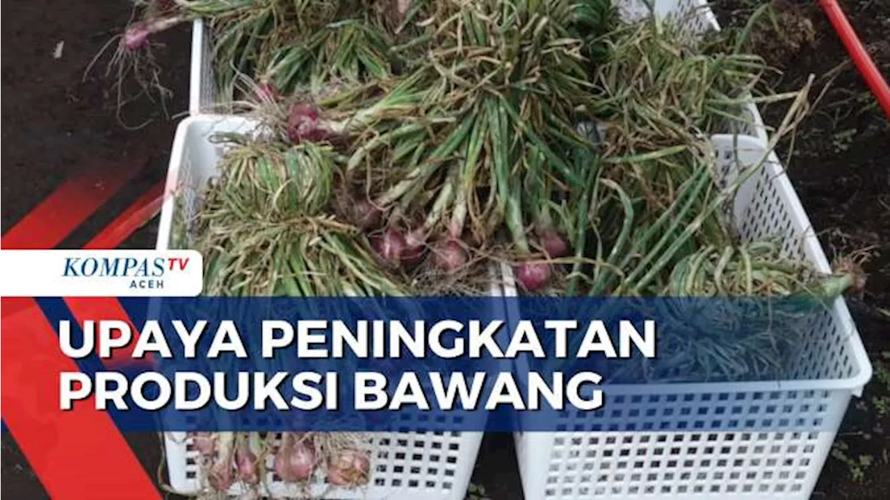 Upaya Tingkatkan Produksi Bawang dan Cabe Merah Untuk Kendalikan Inflasi