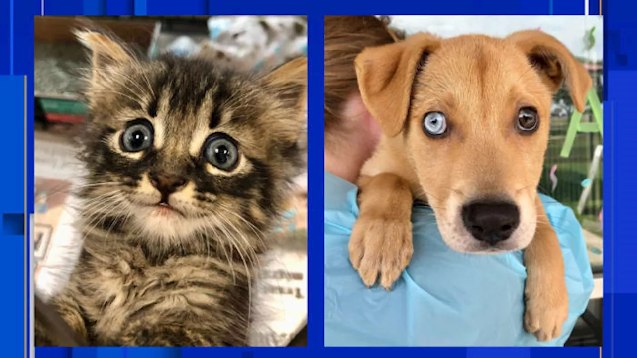 San Antonio Pets Alive! offers $25 adoptions for pets starting in May