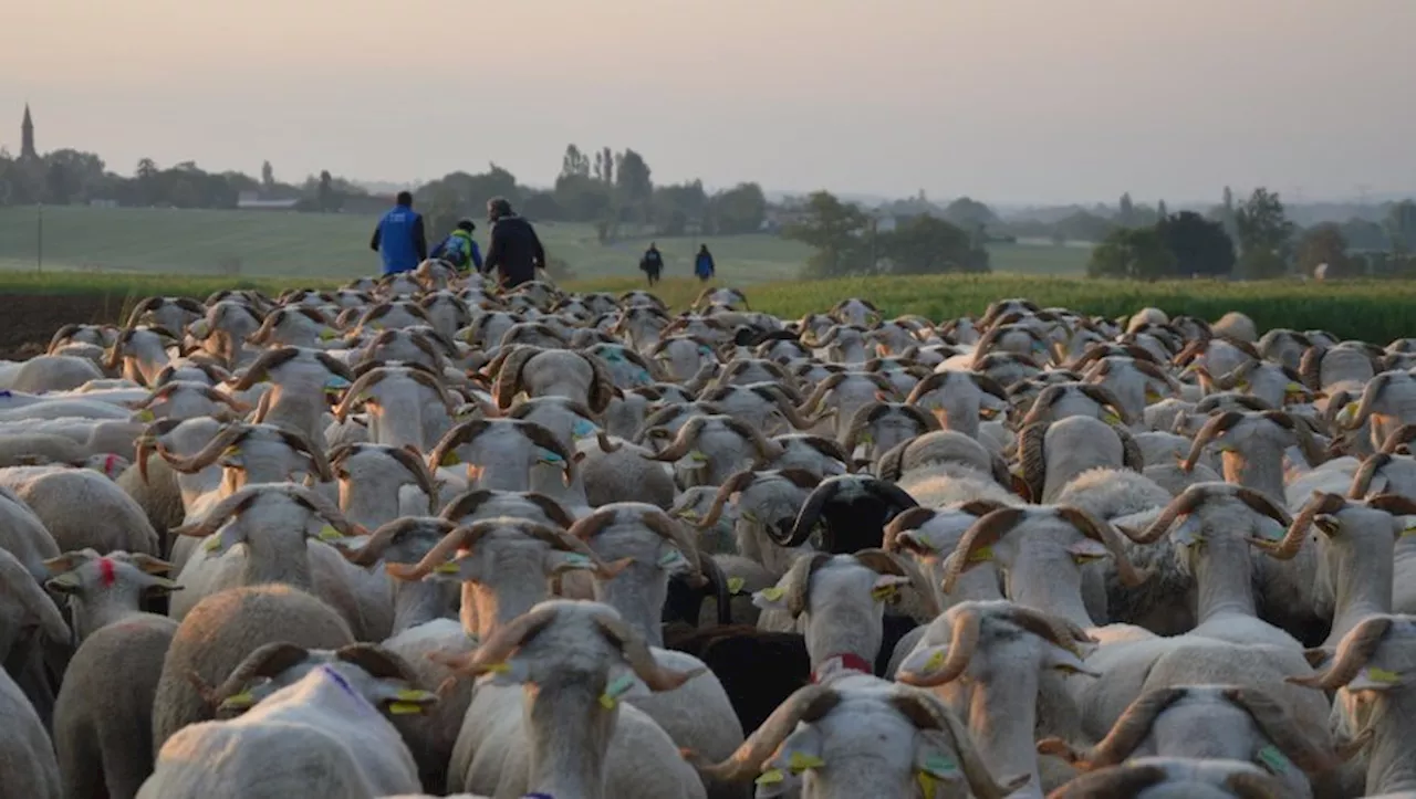 350 brebis vont traverser le nord de la Haute-Garonne pour leur 9e 'Grande transhumance'