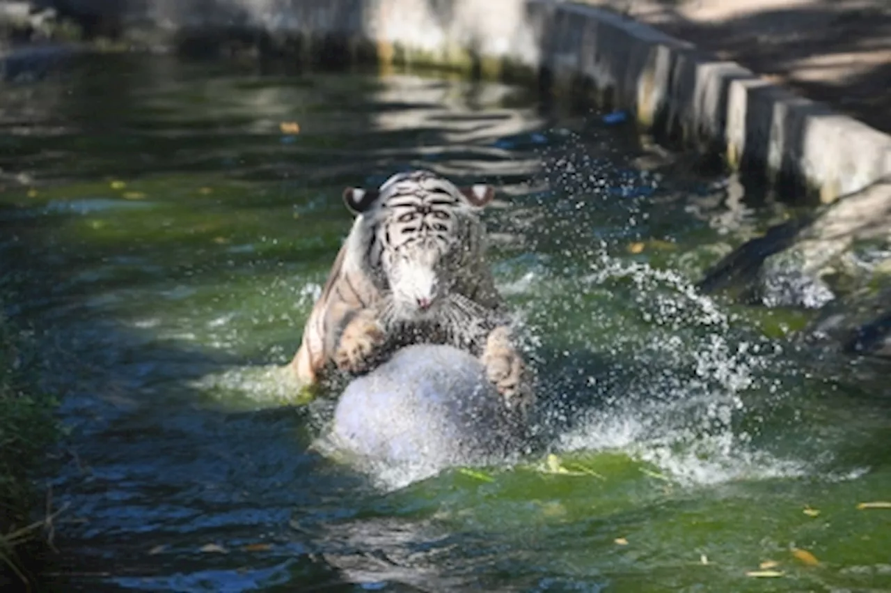 ‘Bloodsicles’, baths keep Philippine zoo animals cool as heatwave hits