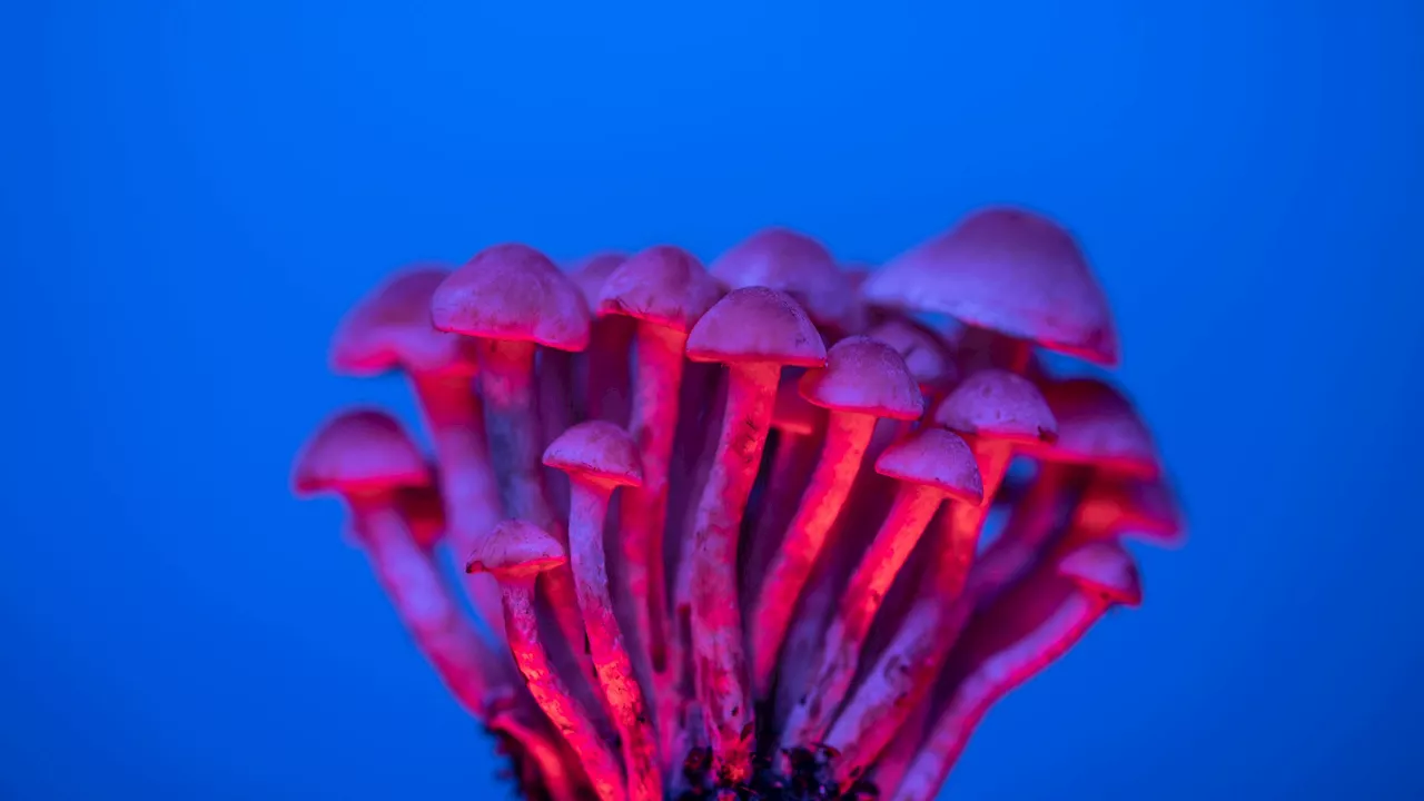 New study supports psilocybin's potential as an antidepressant