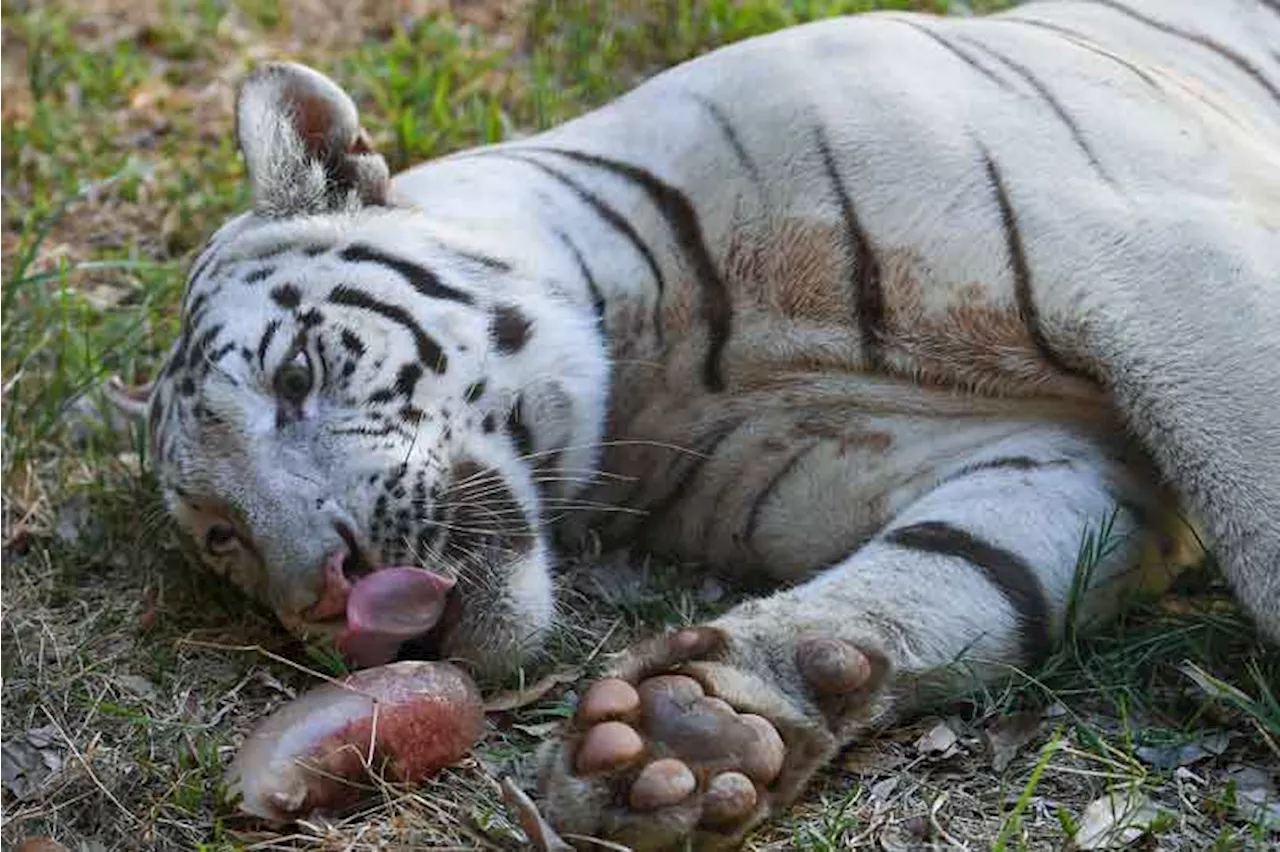 #ANONGBALITA ‘Bloodsicles,’ baths keep Manila Zoo animals cool