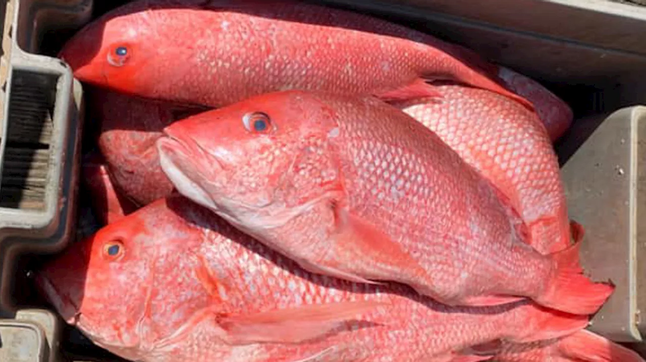 Governor DeSantis announces 103-day Gulf Red Snapper Recreational Season for 2024