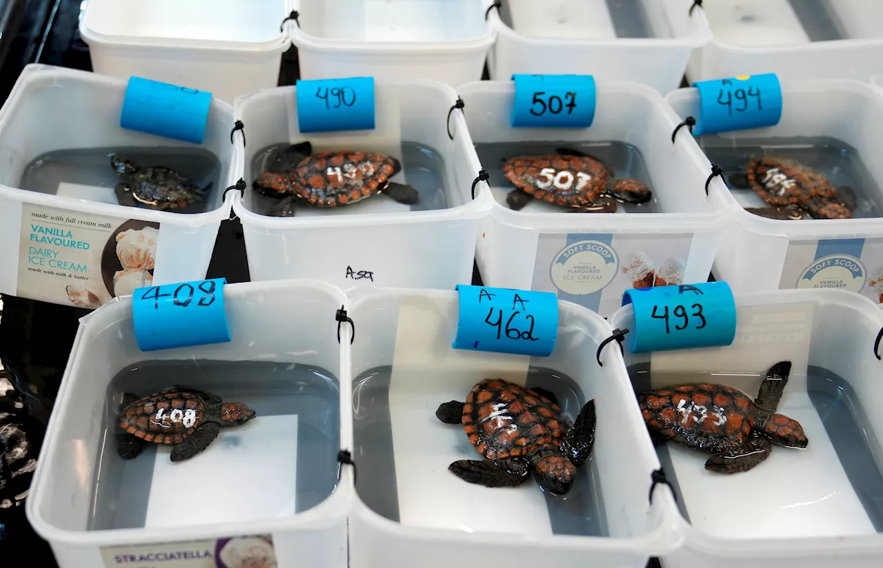 Hundreds of endangered baby sea turtles washed ashore in South Africa after big storm