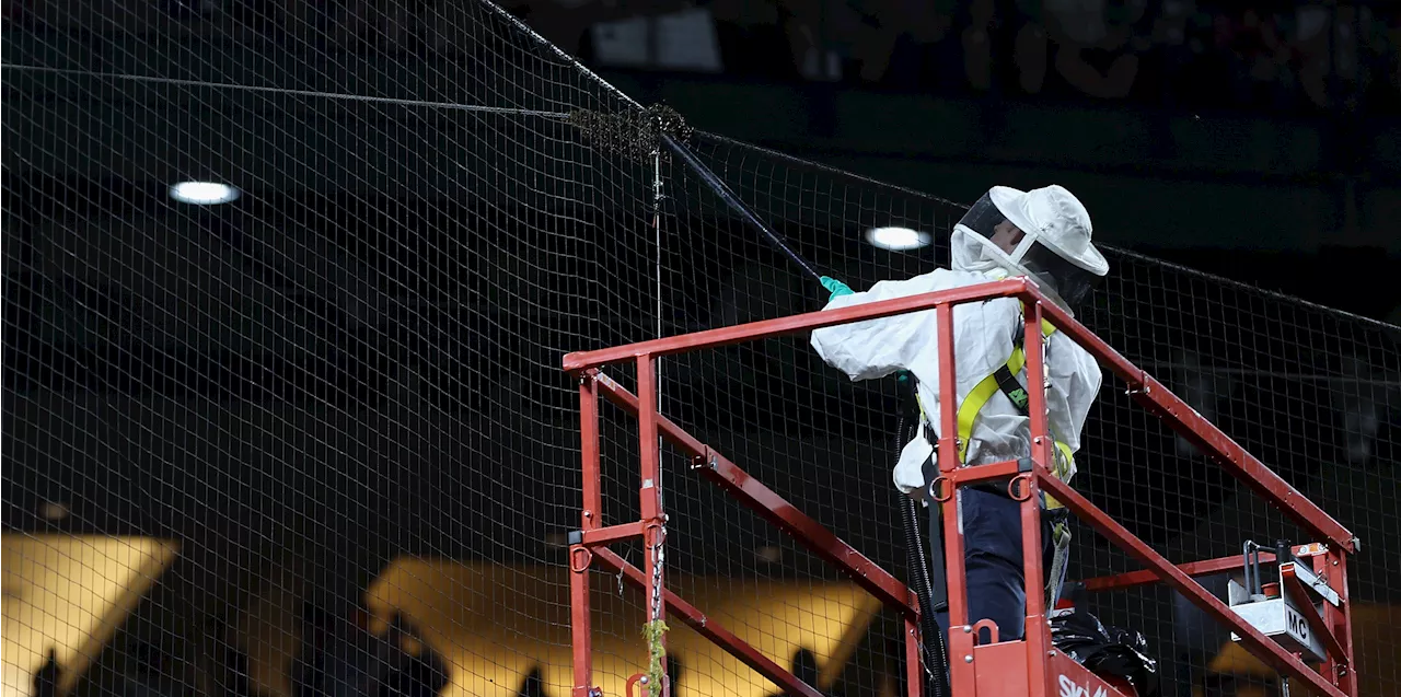 Bee swarm delays start time for Dodgers vs. Diamondbacks