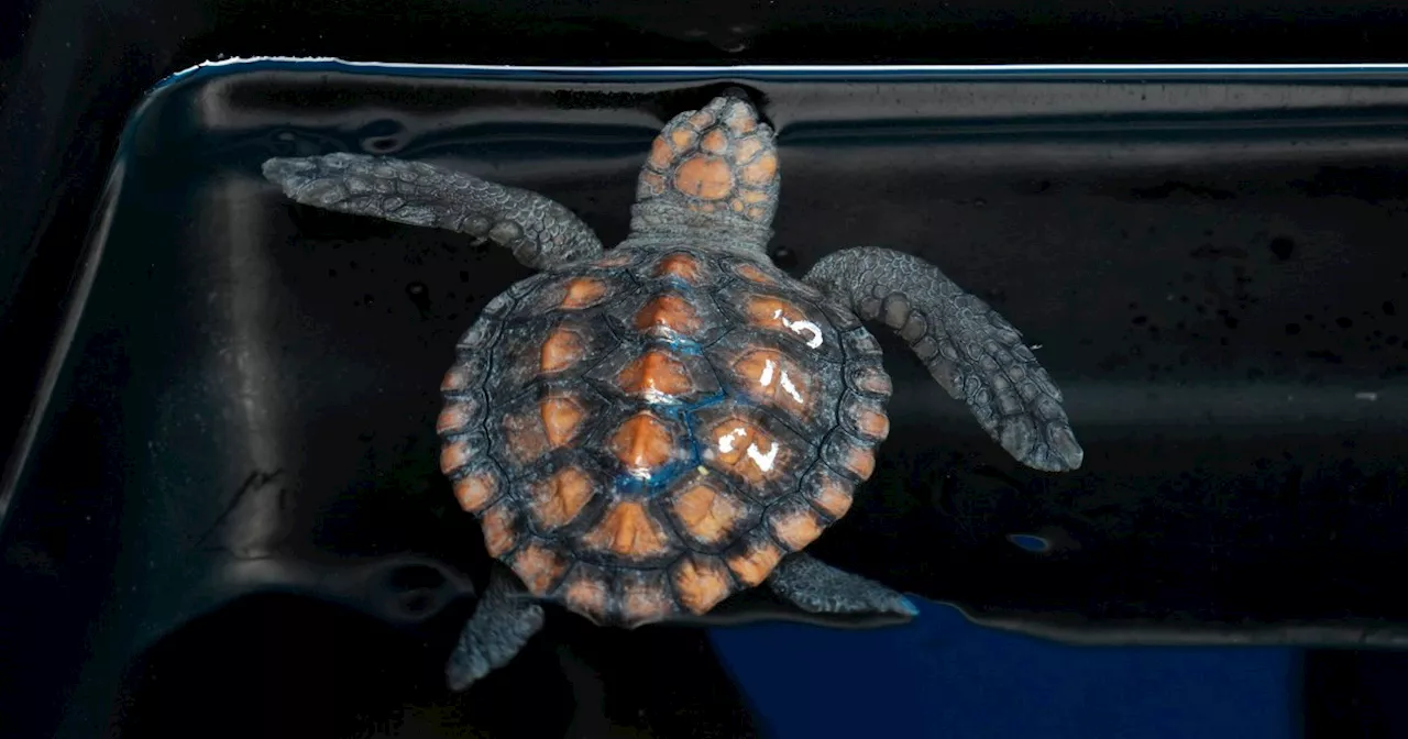 Rescue effort underway after more than 500 baby sea turtles washed ...