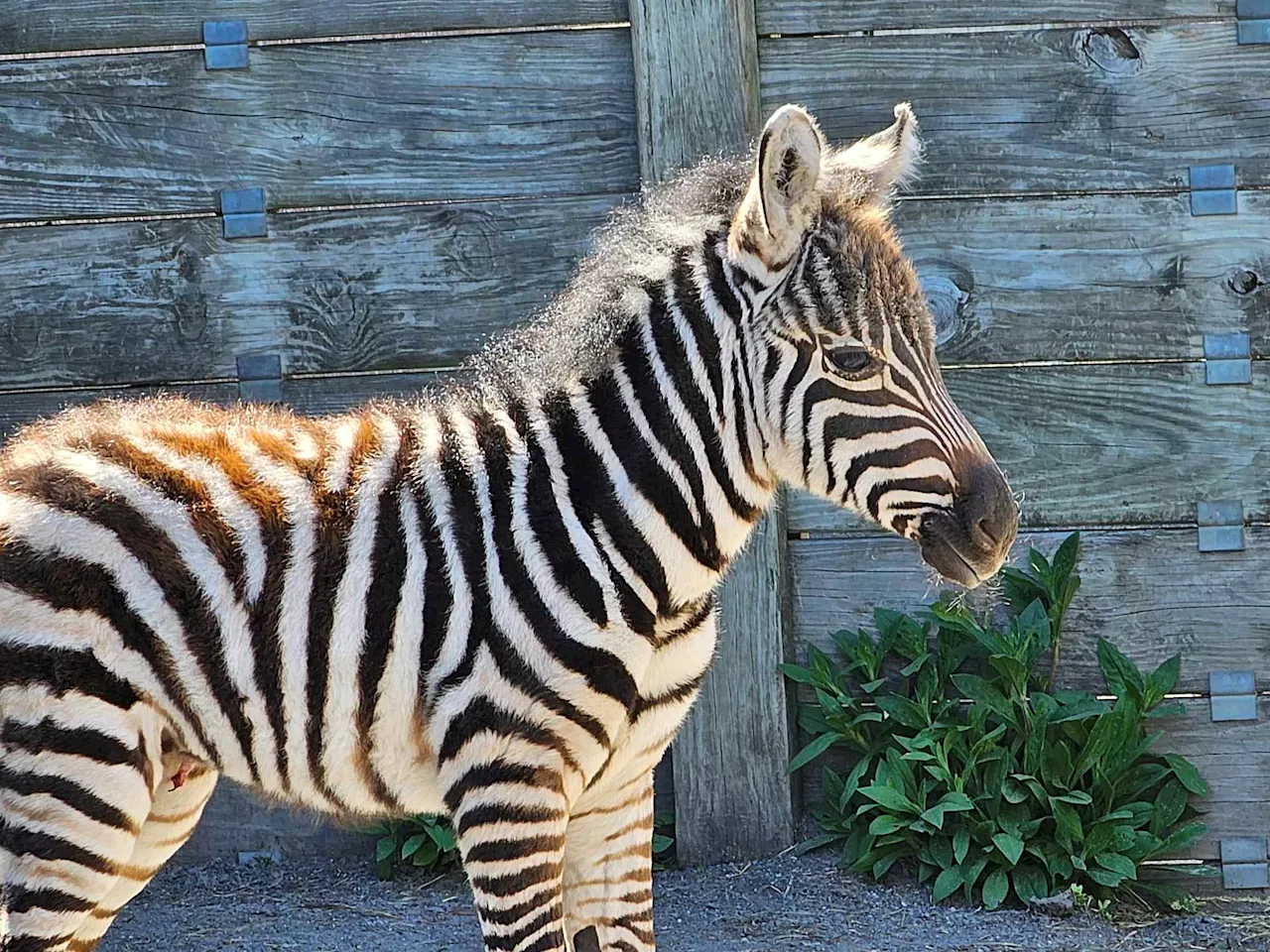 Cape May County Zoo welcomes newborn zebra foal