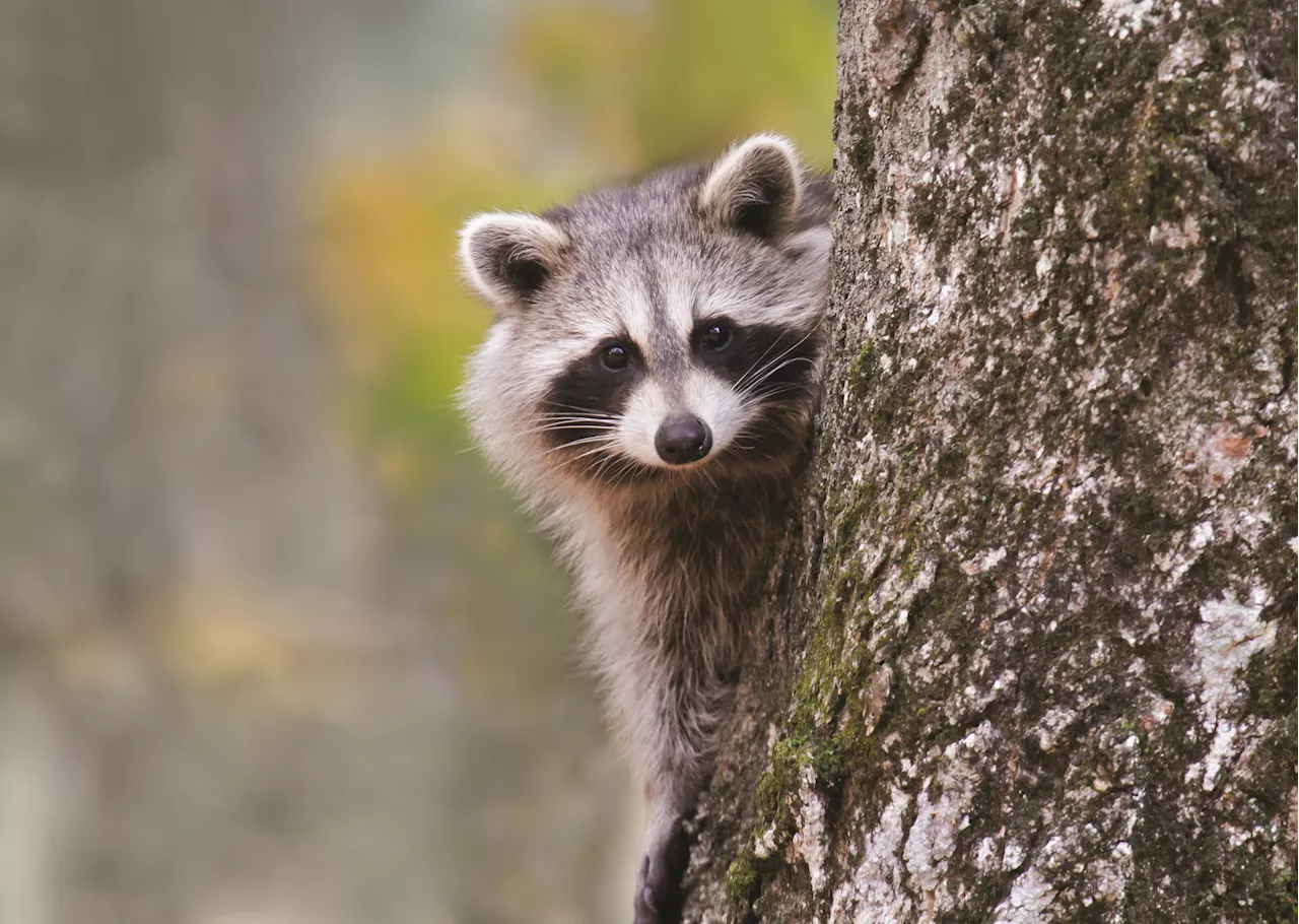 Raccoon tests positive for rabies in New Jersey town. What to know