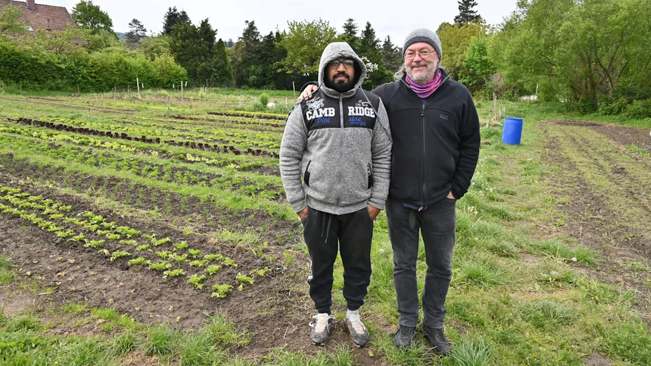 Salat, Kohl, Kräuter und Paradeiser frisch vom Neulengbacher Feld