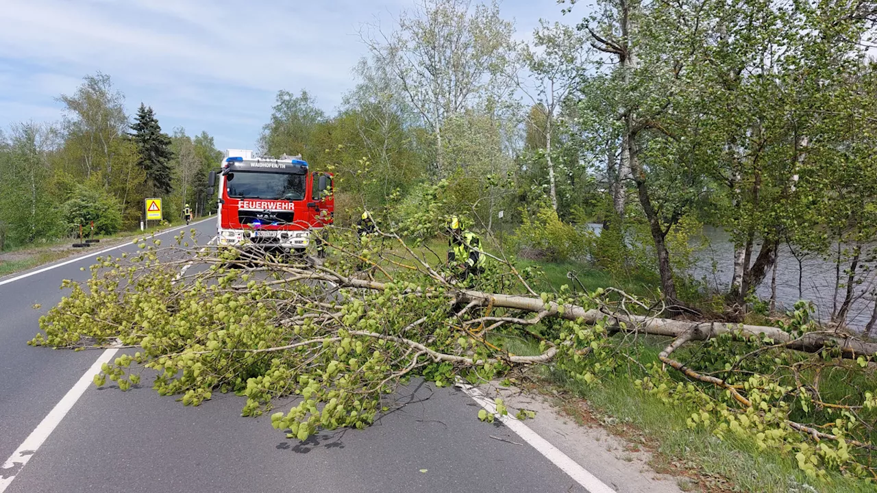 Sturm hielt Feuerwehr Waidhofen/Thaya am Staatsfeiertag auf Trab