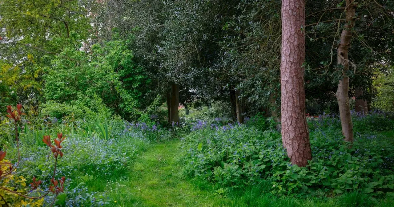 Business booming at quaint village cafe with beautiful wild garden