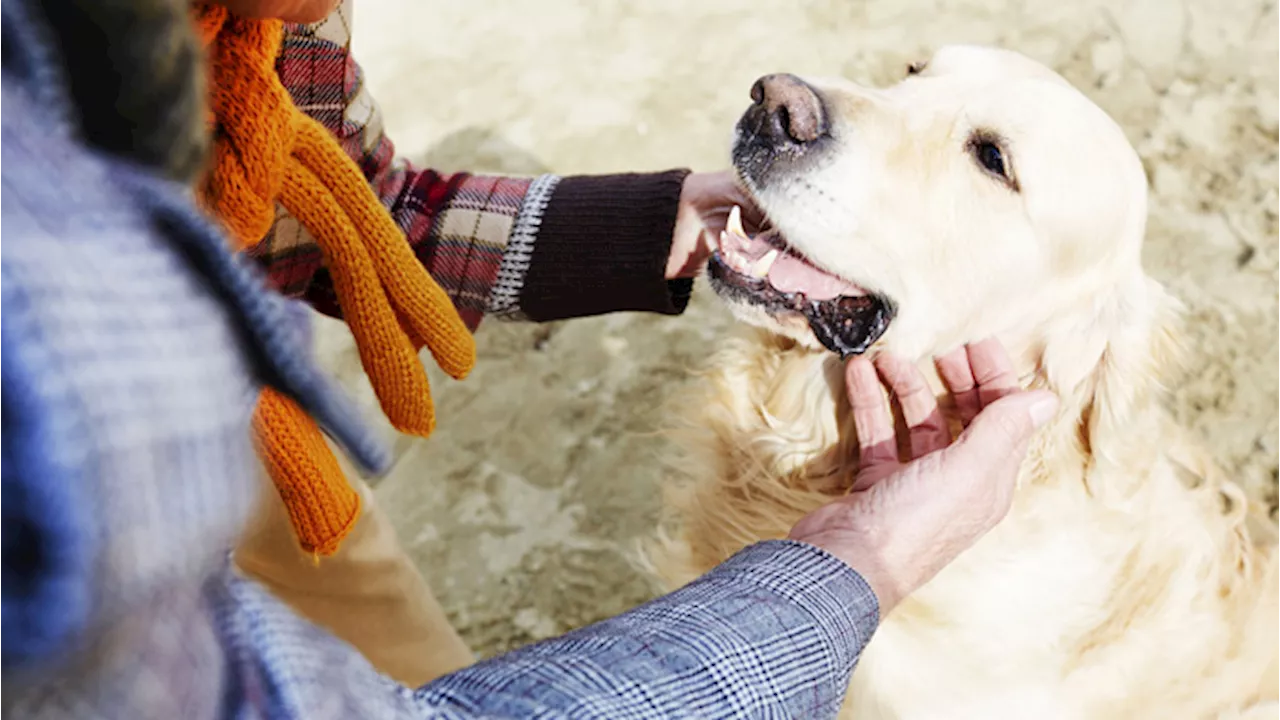 Diabete: scoperto il segreto dei cani che fiutano l’ipoglicemia