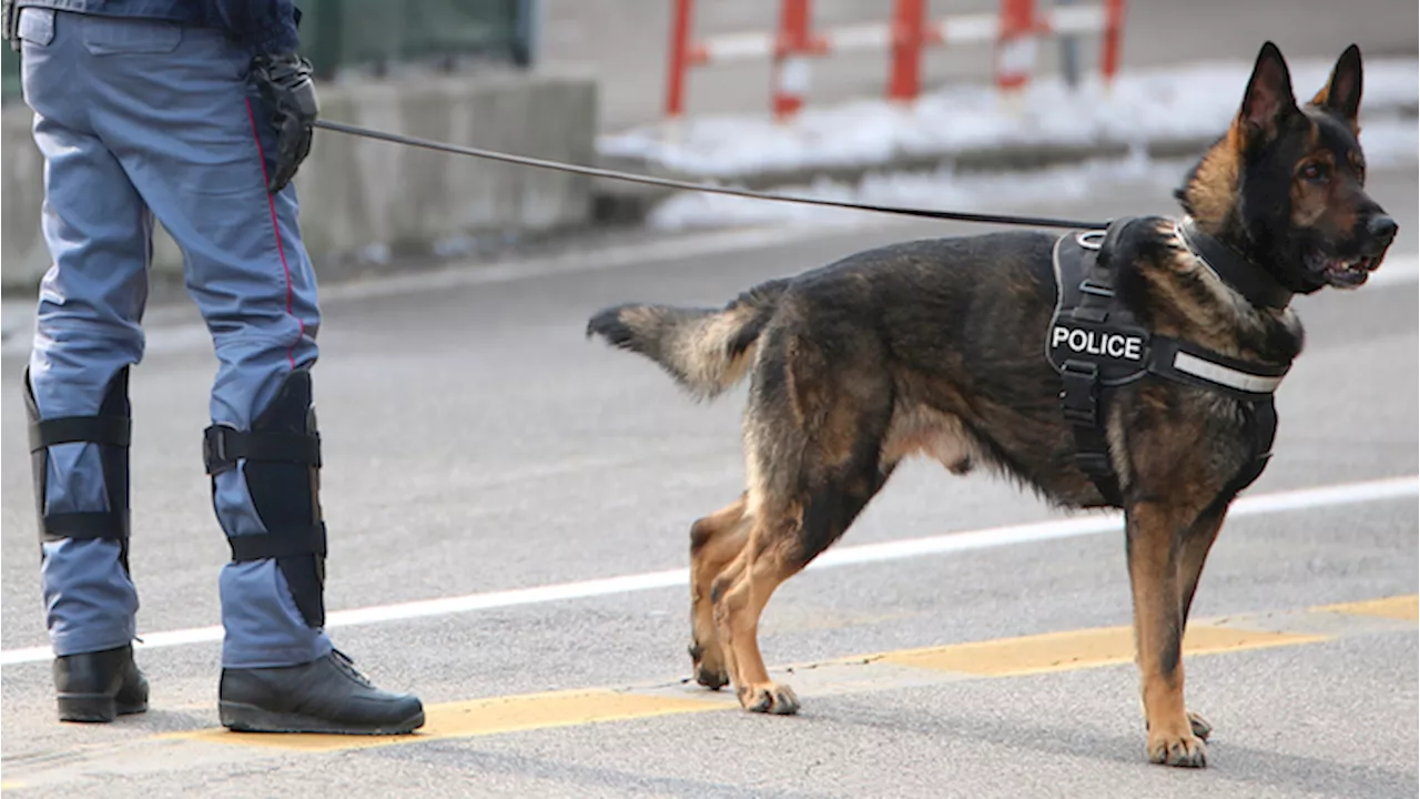 I cani possono fiutare le persone con coronavirus?