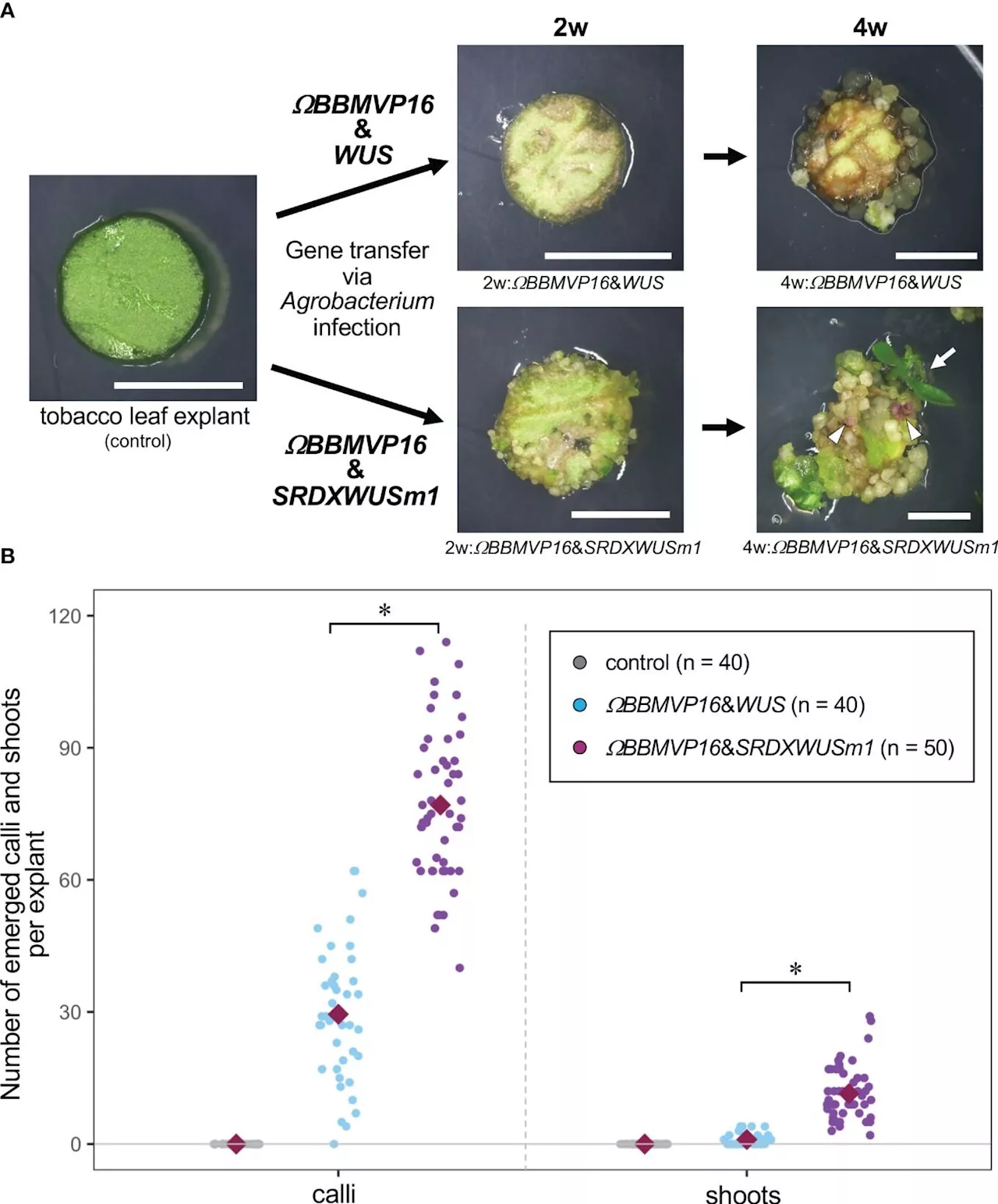 Researchers develop genetic plant regeneration approach without the application of phytohormones