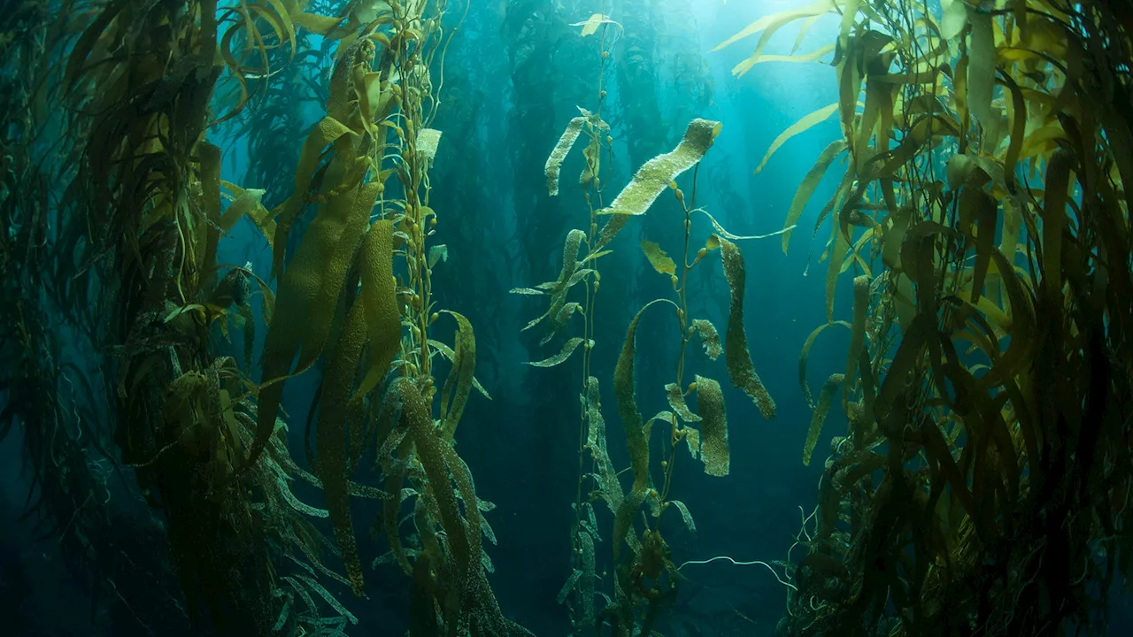 What the heck is seaweed mining?