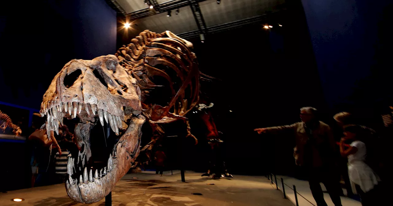 T. rex is at the center of a debate over dinosaur intelligence