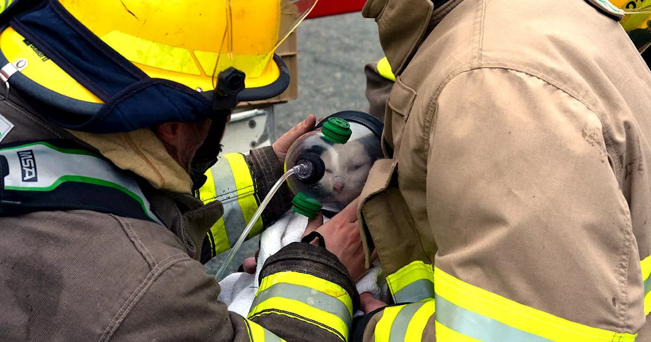 Four people homeless following Mount Pearl house fire Wednseday afternoon