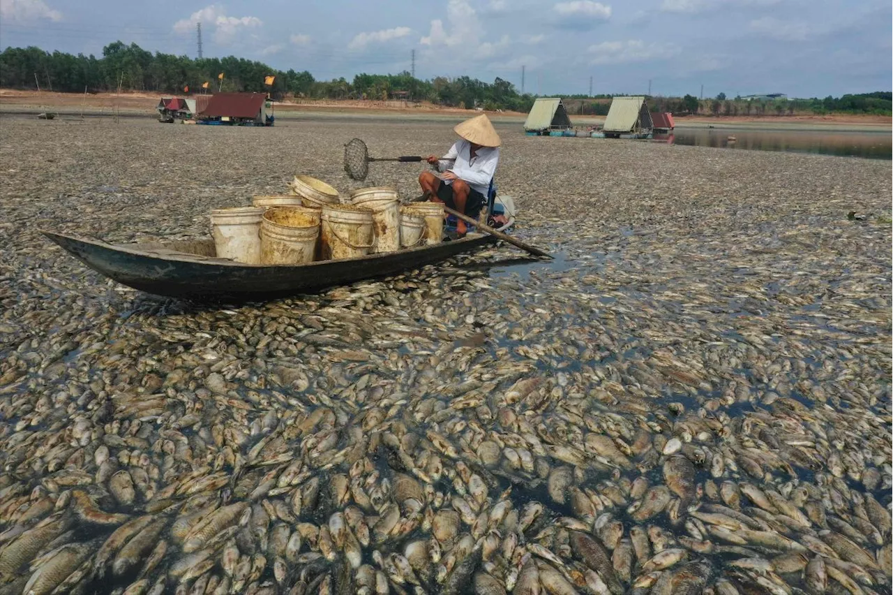 Mass fish die-off in Vietnam as heatwave roasts South-East Asia