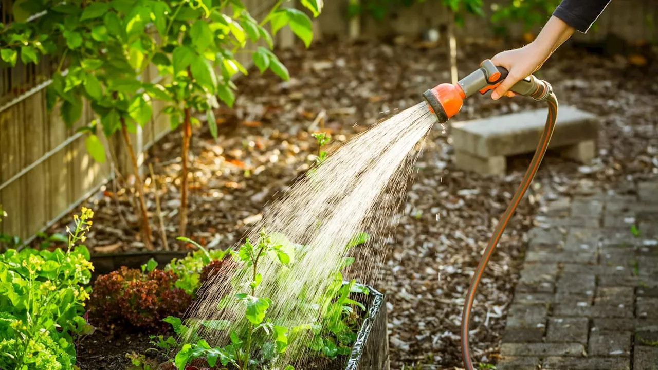 Gartenarbeit im Mai: Was Sie jetzt erledigen sollten